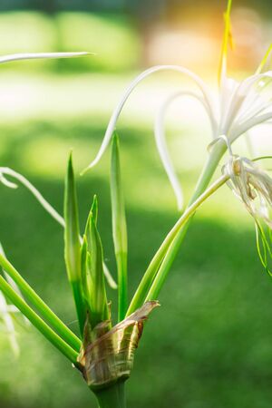 White flowers and buds with the freshness of nature.の写真素材