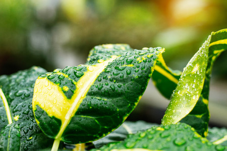 water drops on the leaves and wet after rain.の写真素材