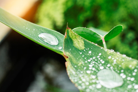 Drops on leaves with natural in rainy season.の写真素材