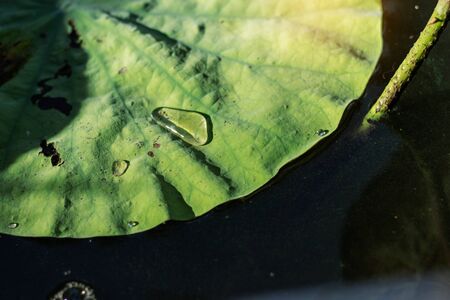 Water drops on lotus leaves with sunlight in pond.の写真素材