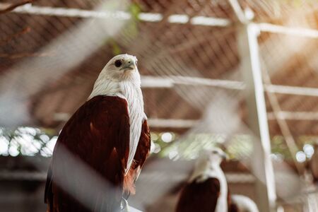 Falcon in the cage of the Thailand zoo.の写真素材