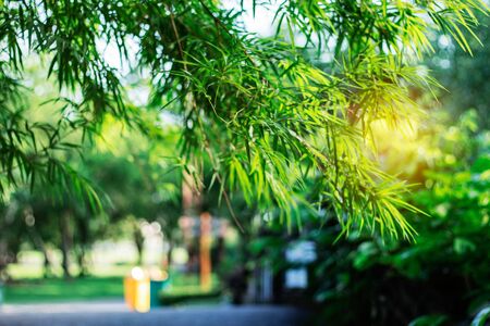 Bamboo in the park with sunlight.の写真素材