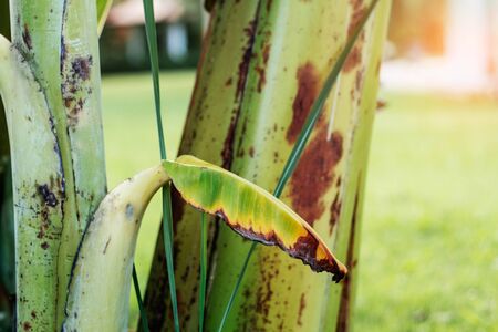 Dry banana leaves in the garden.の写真素材