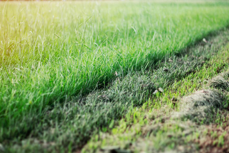 Grass trimmed yet unfinished in the garden.の写真素材