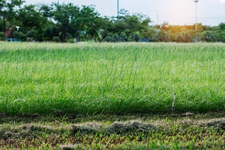 Grass trimmed yet unfinished with sunlight in the garden.の写真素材