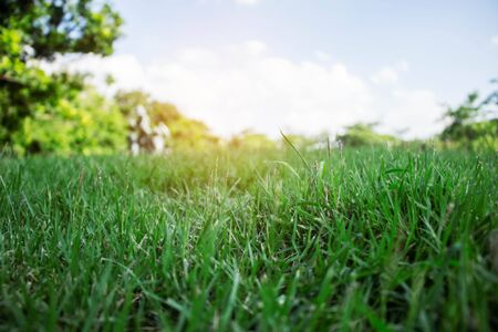 Green grass with sunlight at the sky.の写真素材