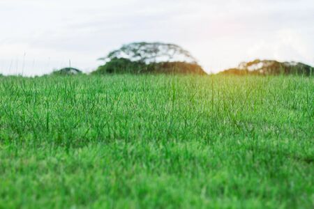 Green lawn with sunlight in the park.の写真素材