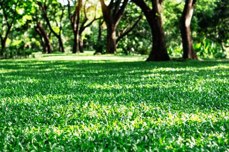 Lawn with light that shines on the ground with green nature.の写真素材