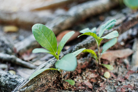 Plants growing of roots on the ground.