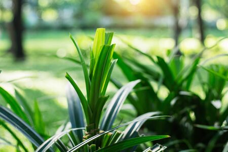 Plants in the garden with the sunlight.の写真素材