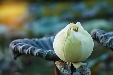 White lotus with sunlight in the park.の写真素材