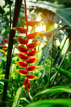 Red flowers in tropical forests of asia.の写真素材