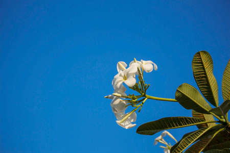White plumeria with blue sky background.の写真素材