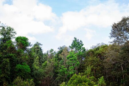 Trees in the forest with daytime skies.の写真素材