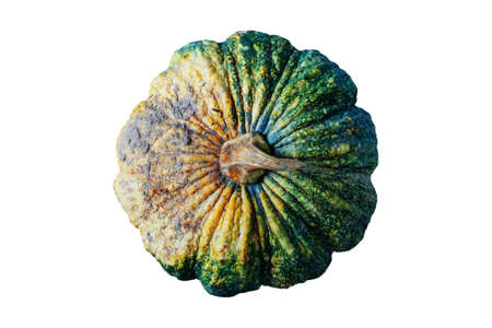 Pumpkin of dirty on a white background.の写真素材