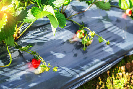 The strawberries are ripe in the field.の写真素材