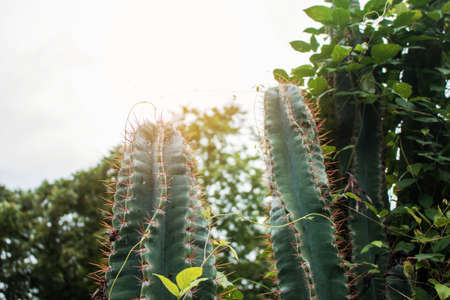 Cactus with sunlight in the daytime.