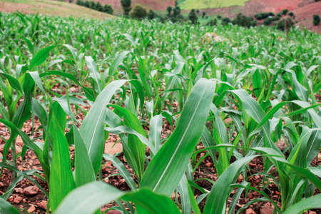 Green corn planted on a hillside in the countryside.の写真素材