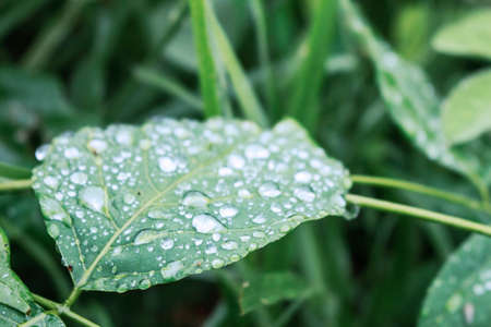 Dew on leaves with refreshing in the morning.の写真素材