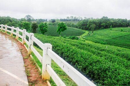 fence and grass on tea farm in the rainy season.の写真素材