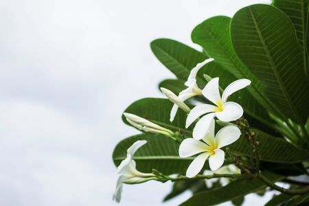 White frangipani flowers with a white background.の写真素材