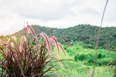 Grass and mountain in the rainy season.の写真素材