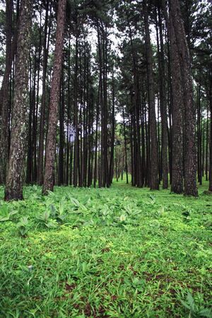 Grasslands and pine with refreshing in rainy season.の写真素材