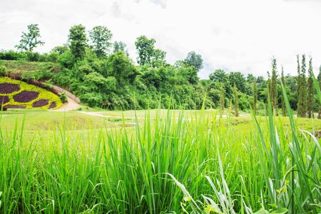 Green grass and lawn in the park.の写真素材