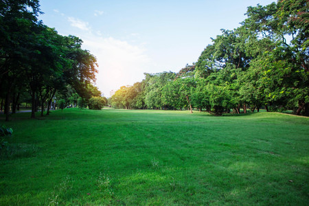 The shade of lawn in the garden with blue sky.の写真素材