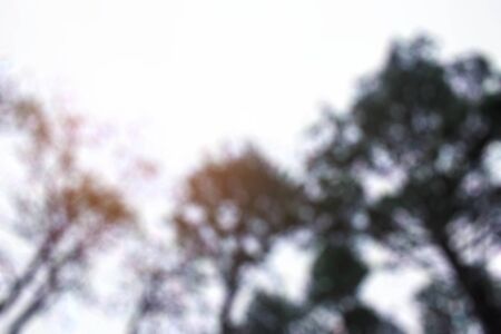 The peak of pine trees in sky with blurred images.の写真素材