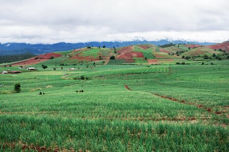 Planting of onion on mountain in the countryside.