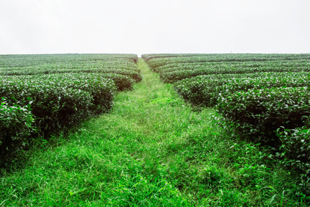 Planting tea and green grass with dusky sky.の写真素材