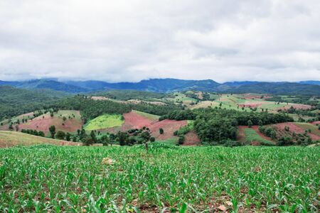 Rural corn plantation on the mountains.の写真素材