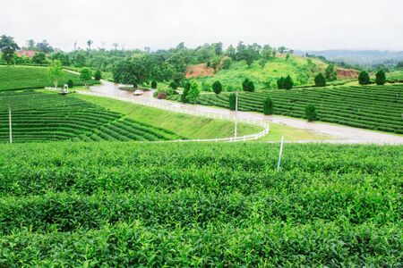 Tea cultivation and the refreshing of nature on mountain.の写真素材