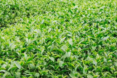 Young leaves of tea growing with a green background.の写真素材