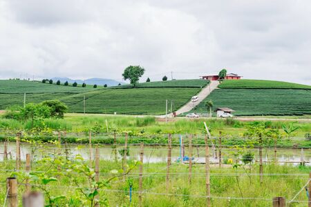 Tea plantation with the beauty of nature and the sky in rainy season.の写真素材