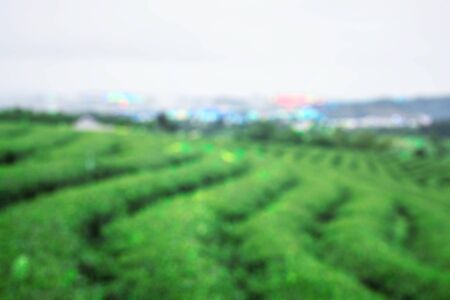 Tea plantations on the mountain with blurred images.の写真素材