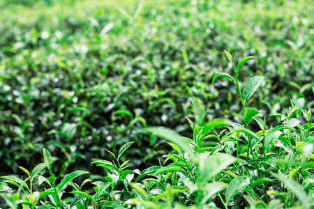 Young leaves of tea growing in plots of the farm.の写真素材