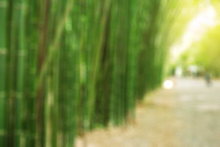 Bamboo garden and footpath with blurred images.の写真素材