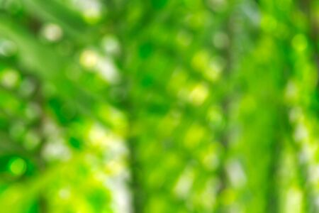 Coconut leaves with blurred of background.の写真素材