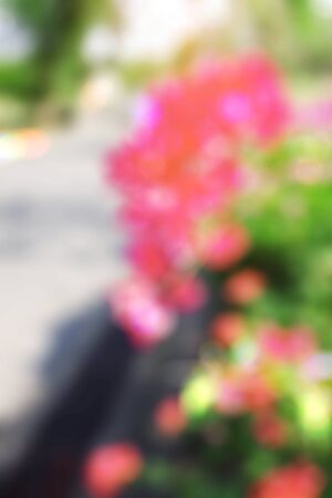 Flowers in the garden with blurred images.の写真素材