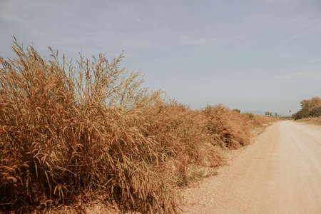 Rural of grassland and roadside with blue sky.の写真素材