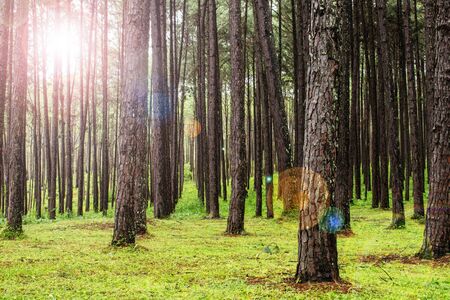 Pine Garden with sunlight in the morning.の写真素材
