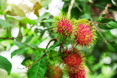 Red rambutans on tree with green background.