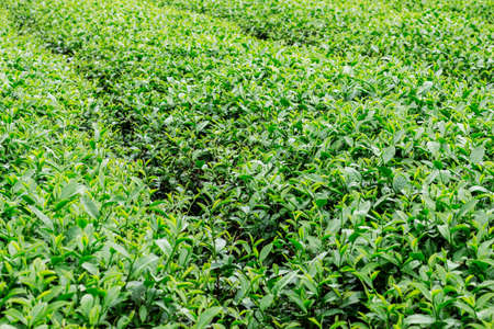 Tea on the farm with green background.の写真素材