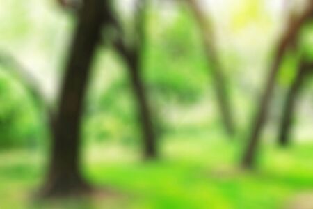 Trees and lawns in the garden with blurred images.の写真素材