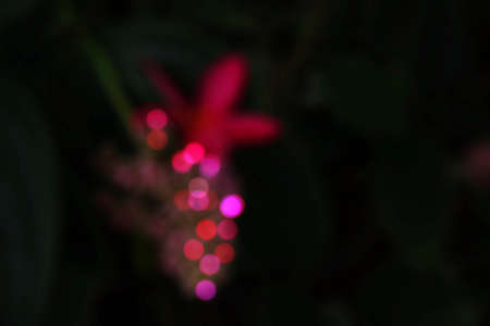 Colorful bokeh of flowers with a dark background.の写真素材