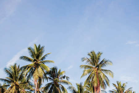 Coconut tree with the blue sky at nature.の写真素材