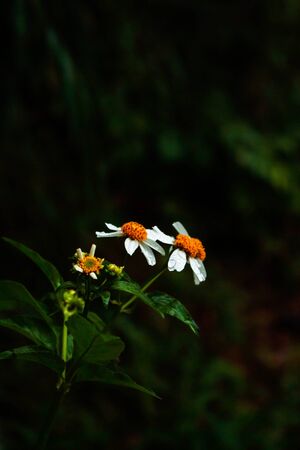 White wild flowers with dark background.の写真素材