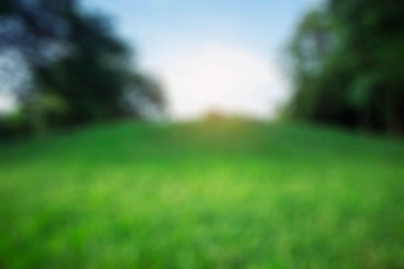 Lawn in the garden with a blurred background.の写真素材
